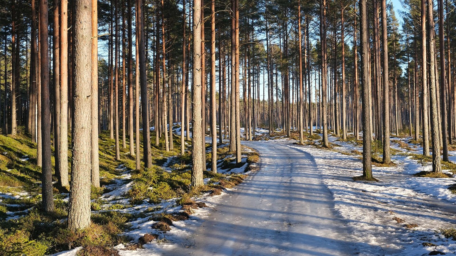 Finlandia frena obras de Google en dos centros de datos para IA por talar bosque sin permiso ambiental